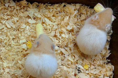 瓠瓜仓鼠可以吃,探索仓鼠的健康饮食新选择