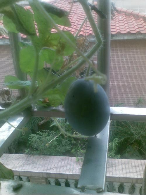 阳台吃瓜趣事合集