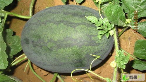 广西崇左理工吃瓜