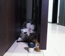 躲在墙角吃瓜,揭秘隐藏在角落的美食秘密