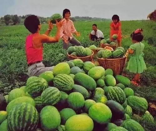 吃瓜系统简大人,揭秘吃瓜群众的趣味人生